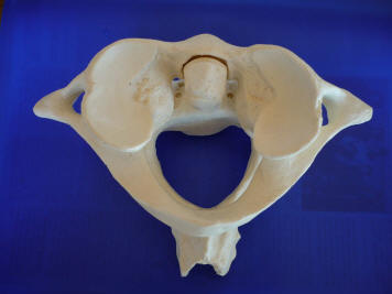 la première vertèbre : l'ATLAS vertèbre ATLAS