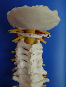 Les sept vertèbres cervicales Colonne vertébrale